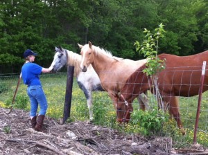 grace and horses 2013